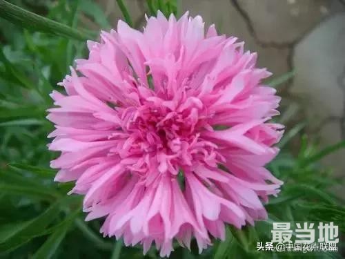 「认花识草」矢车菊-5.jpg