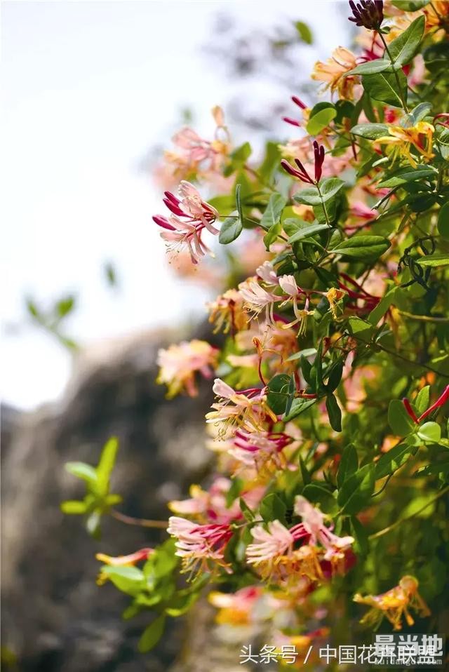 我是金银花 我的功能仅药用？还有景观用-1.jpg