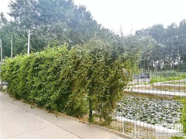 我是金银花 我的功能仅药用？还有景观用-2.jpg