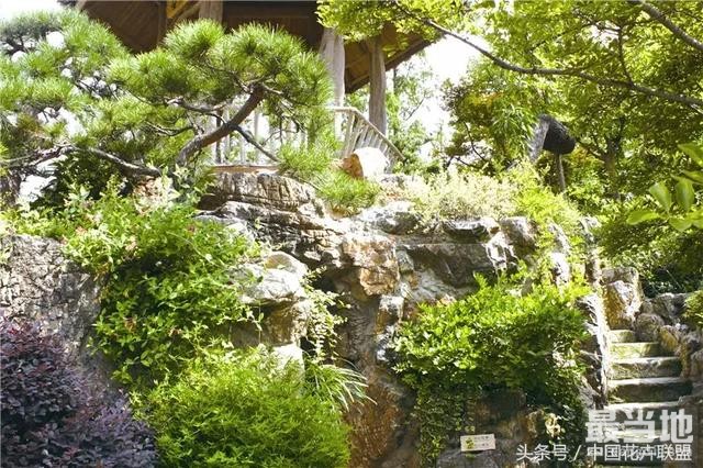 我是金银花 我的功能仅药用？还有景观用-5.jpg