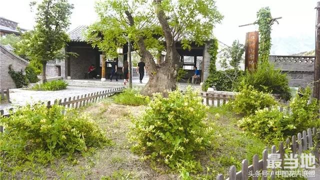 我是金银花 我的功能仅药用？还有景观用-3.jpg