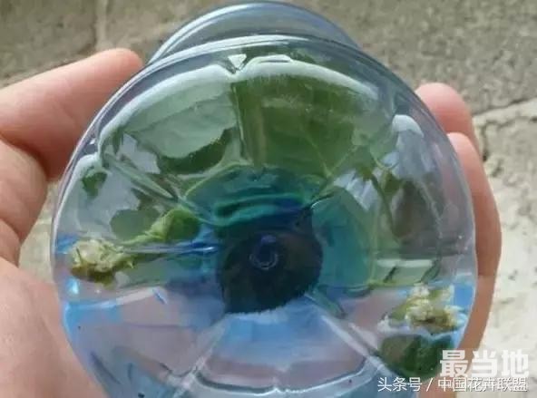 塑料瓶用的对，绝对是养花神器！-3.jpg