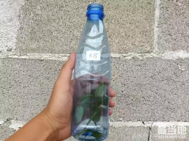 塑料瓶用的对，绝对是养花神器！-5.jpg
