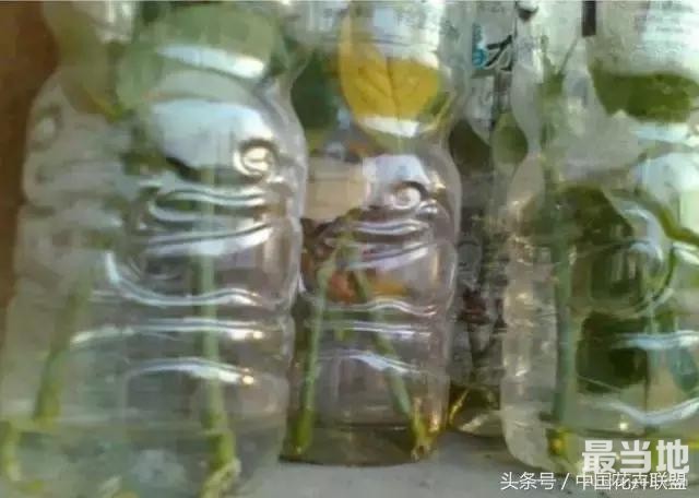 塑料瓶用的对，绝对是养花神器！-6.jpg