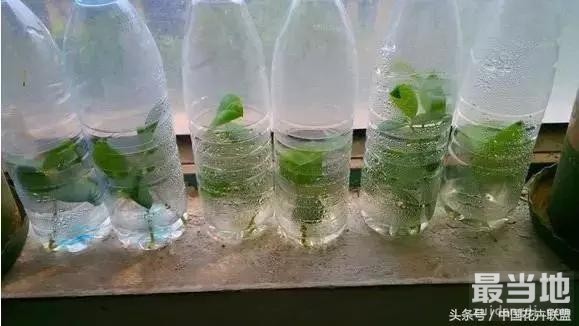 塑料瓶用的对，绝对是养花神器！-7.jpg
