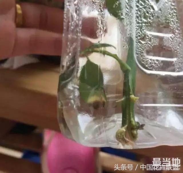 塑料瓶用的对，绝对是养花神器！-4.jpg