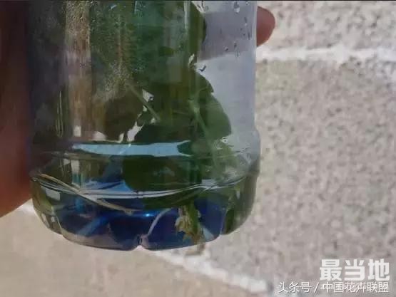 塑料瓶用的对，绝对是养花神器！-9.jpg
