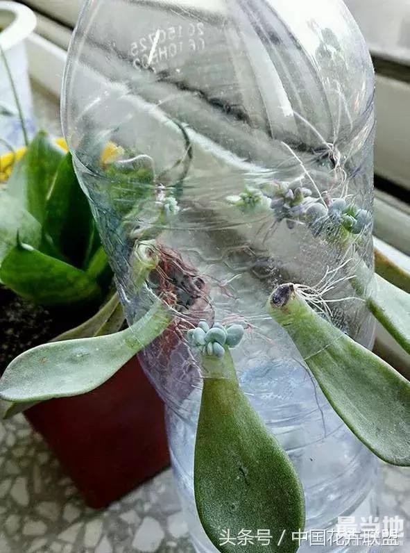 塑料瓶用的对，绝对是养花神器！-19.jpg