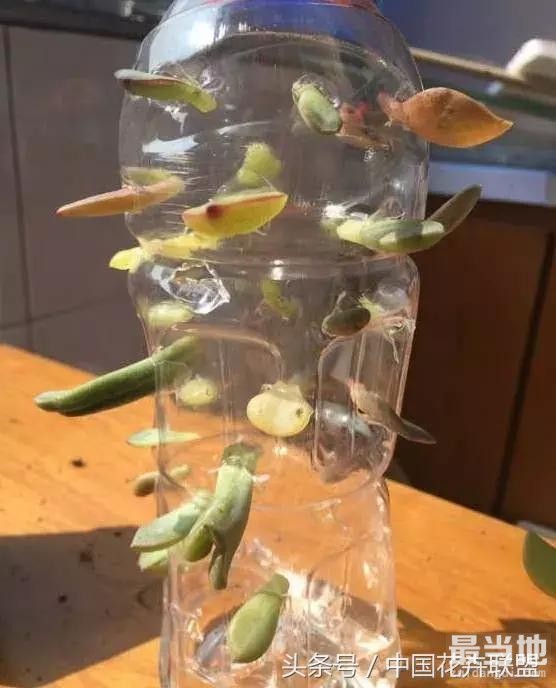 塑料瓶用的对，绝对是养花神器！-14.jpg