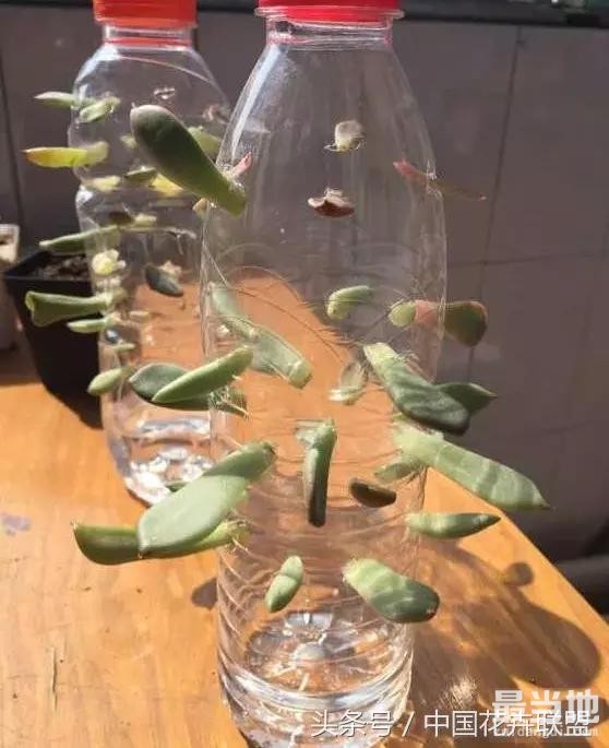 塑料瓶用的对，绝对是养花神器！-16.jpg