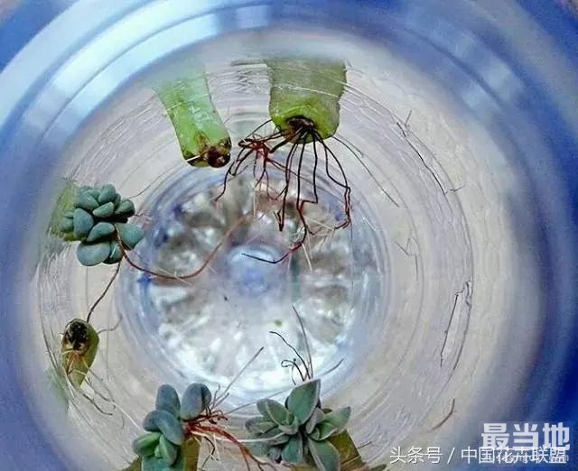 塑料瓶用的对，绝对是养花神器！-20.jpg
