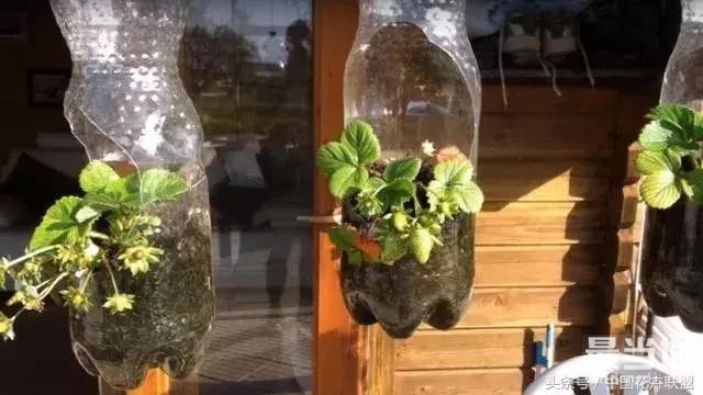 塑料瓶用的对，绝对是养花神器！-24.jpg