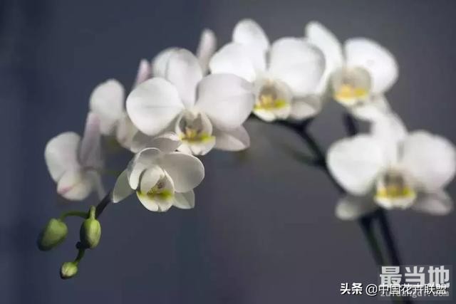 过年家里摆什么？年宵花的正确打开方式了解一下！-12.jpg