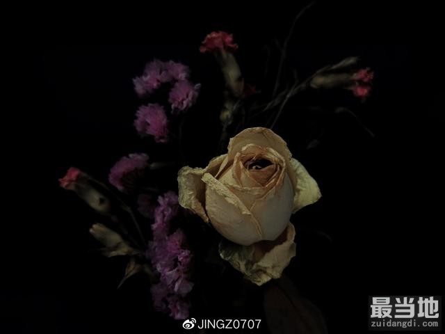 普通环境中手机拍出商业大片感的枯花照-2.jpg