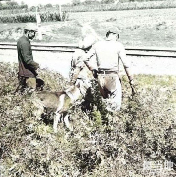 老照片：1940年左右，侵华日军在中华大地上训练警备犬-5.jpg
