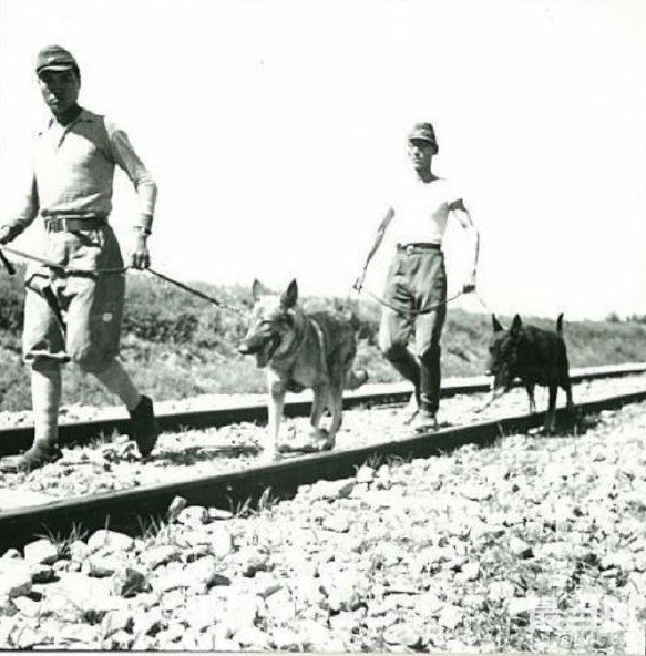老照片：1940年左右，侵华日军在中华大地上训练警备犬-6.jpg