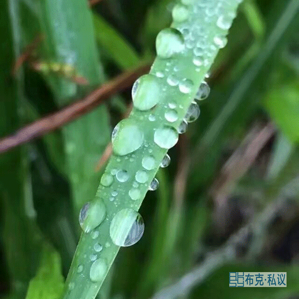 布克·私议de节气——白露凋花花不残-4.jpg
