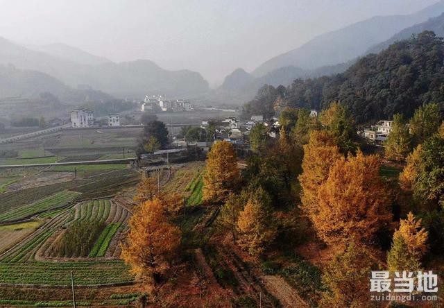 安徽最适合看银杏的村庄，名字很少有人听过，离皖浙天路很近-1.jpg