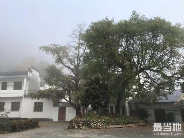 安徽最适合看银杏的村庄，名字很少有人听过，离皖浙天路很近-4.jpg