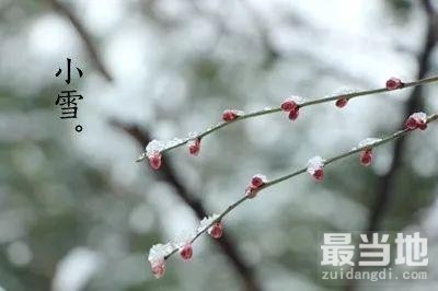 布克·私议de节气——小雪，篱边野菊正堪娱-4.jpg