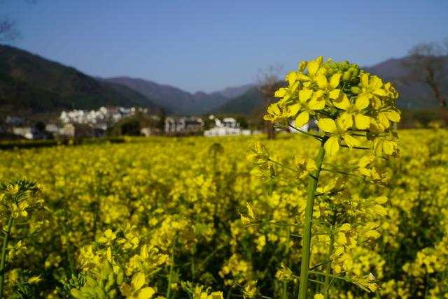 安徽名气最大的古村，有人觉得商业化严重，但依然有很多人想去-6.jpg