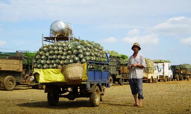 来自中国菠萝之乡的脆甜菠萝，小伙一口吃了三个，一口清爽到胃-17.jpg