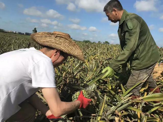 来自中国菠萝之乡的脆甜菠萝，小伙一口吃了三个，一口清爽到胃-18.jpg