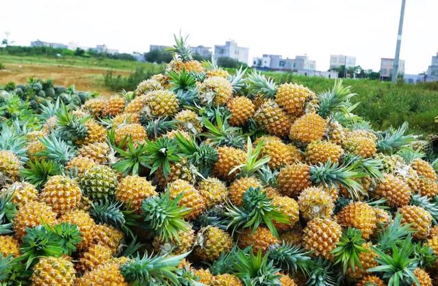来自中国菠萝之乡的脆甜菠萝，小伙一口吃了三个，一口清爽到胃-24.jpg