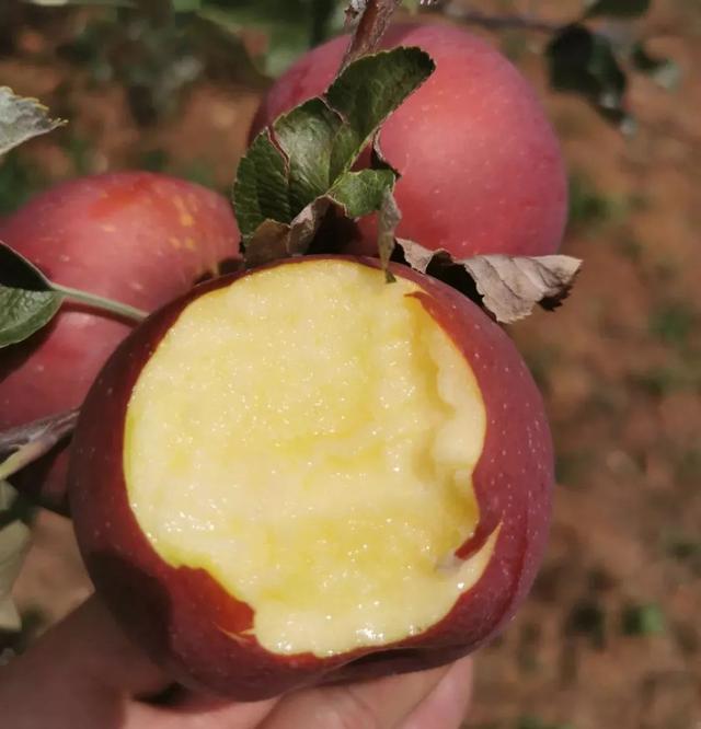 百元一颗的日本天价苹果，国内品质花6年时间独创，唤醒记忆味道-7.jpg