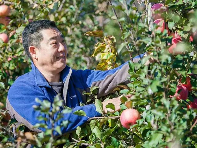 百元一颗的日本天价苹果，国内品质花6年时间独创，唤醒记忆味道-13.jpg