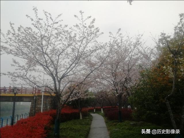 雨后随拍：上海市高东镇樱花盛开了-2.jpg