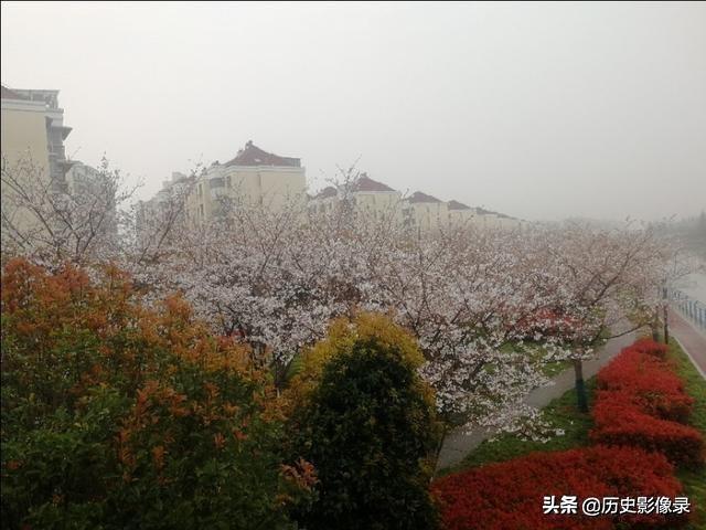 雨后随拍：上海市高东镇樱花盛开了-1.jpg