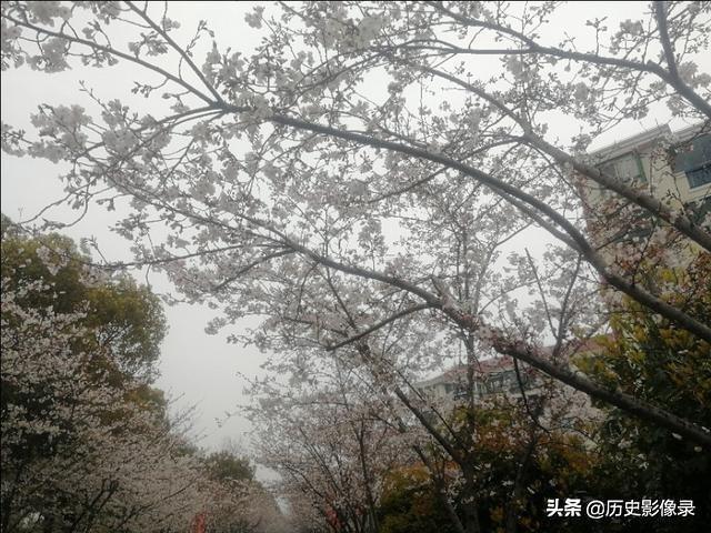 雨后随拍：上海市高东镇樱花盛开了-6.jpg