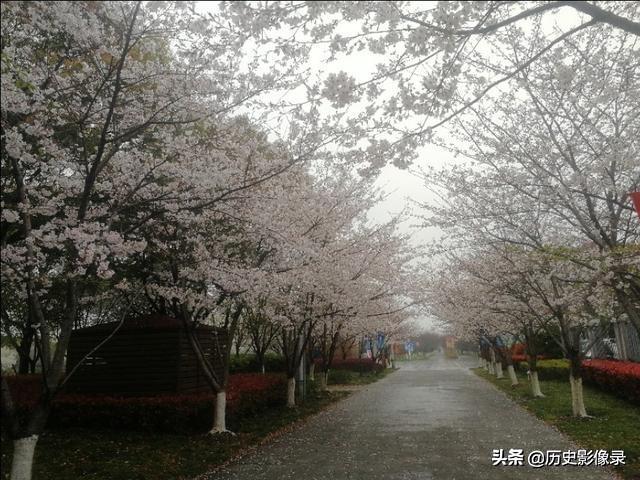 雨后随拍：上海市高东镇樱花盛开了-5.jpg