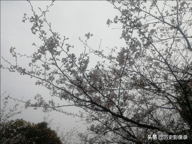 雨后随拍：上海市高东镇樱花盛开了-9.jpg