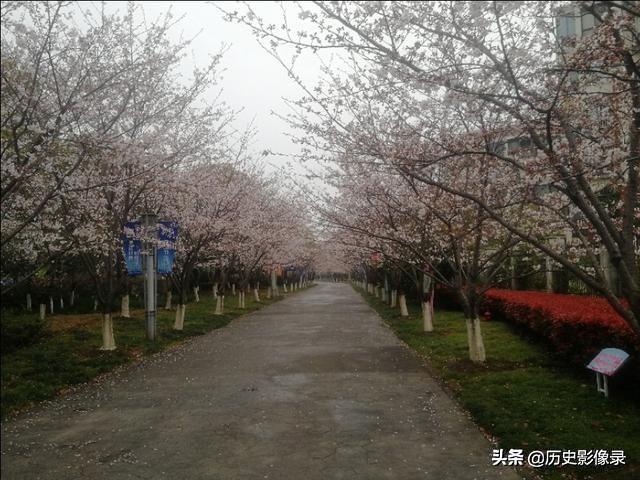 雨后随拍：上海市高东镇樱花盛开了-11.jpg