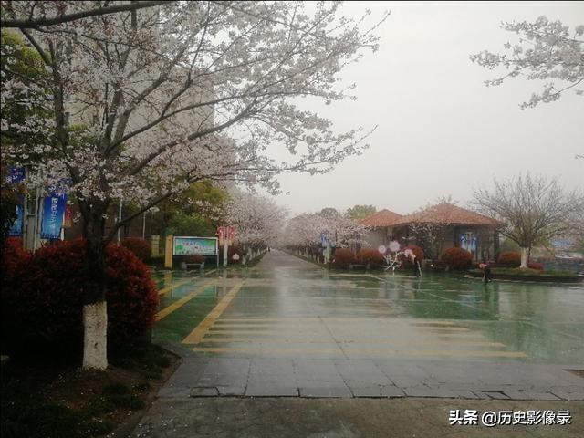 雨后随拍：上海市高东镇樱花盛开了-10.jpg